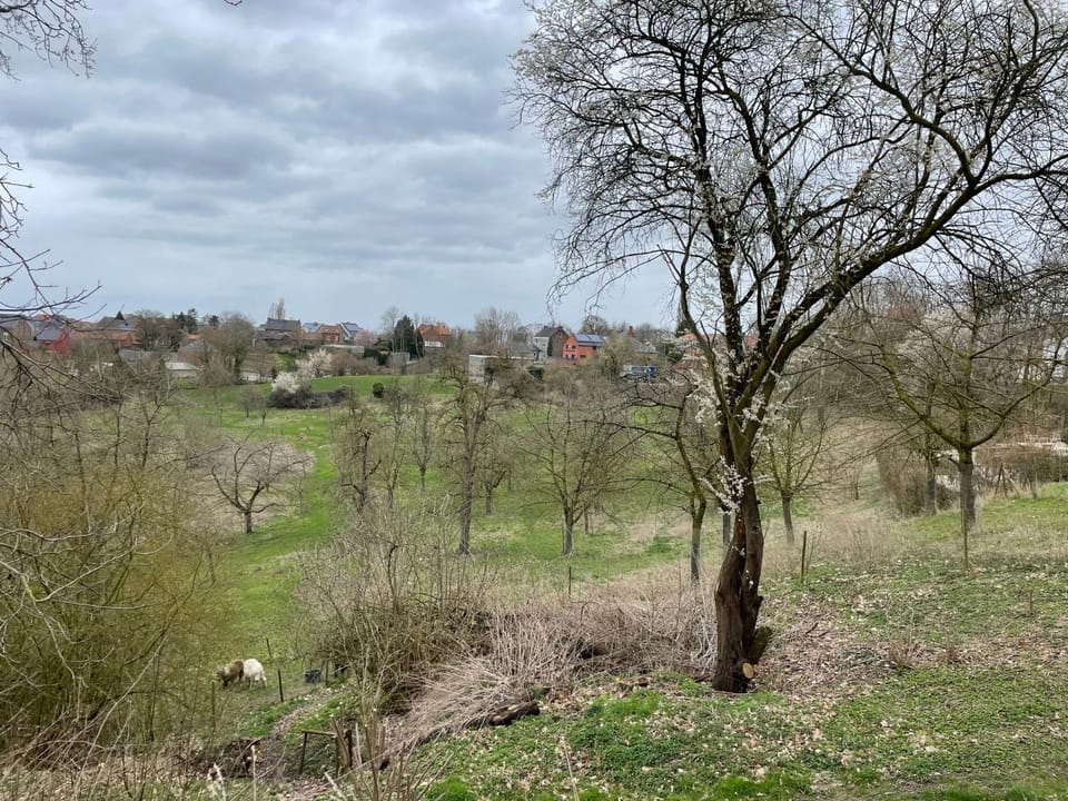 Spring, Day, Natural landscape, Animals