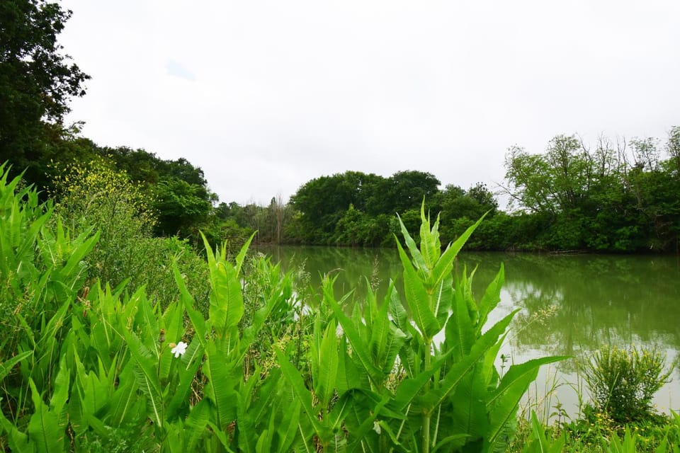 Lake view
