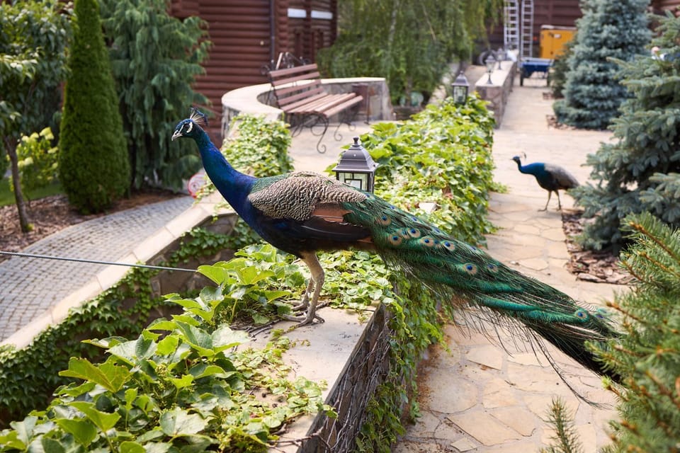 Animals