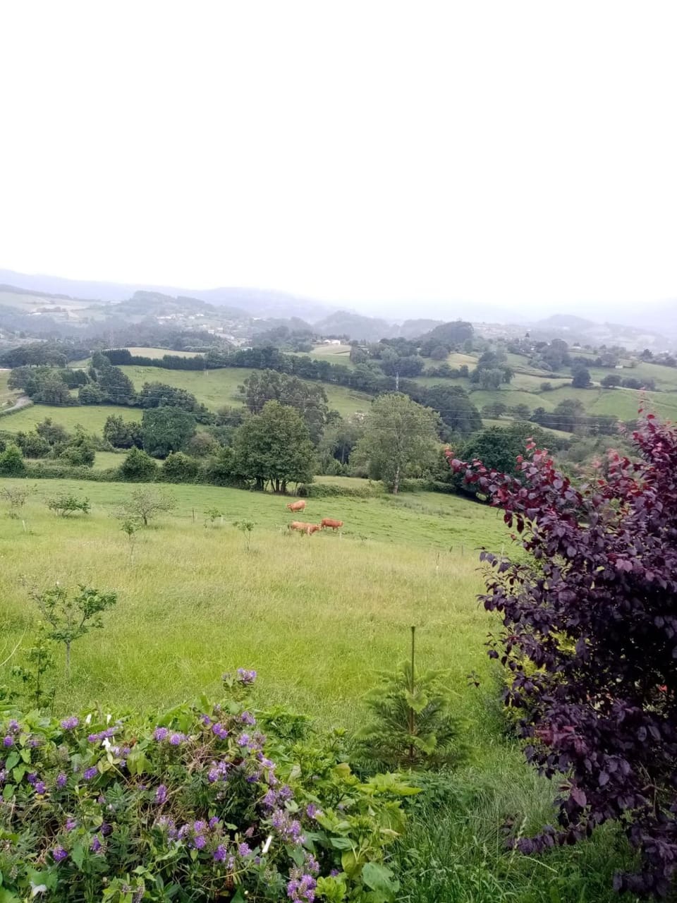 Casa Nieves House in Asturias