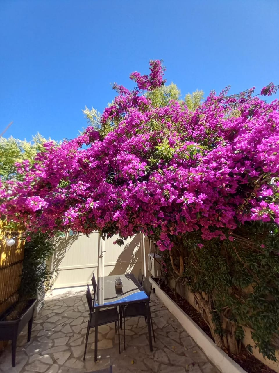 Patio, Day, Garden view