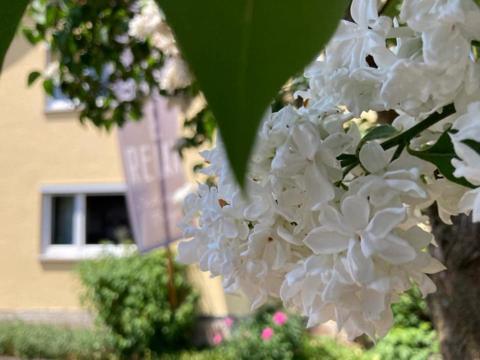 Spring, Garden, Garden view