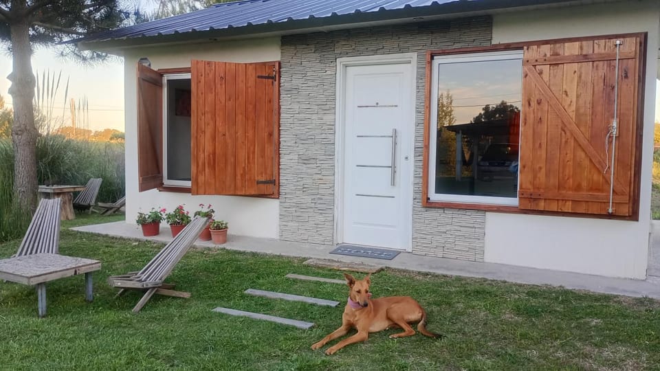 Pets, Garden view