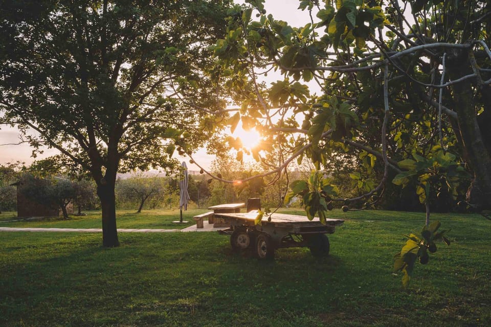 Spring, Natural landscape, Garden, Garden, Garden view, Sunset