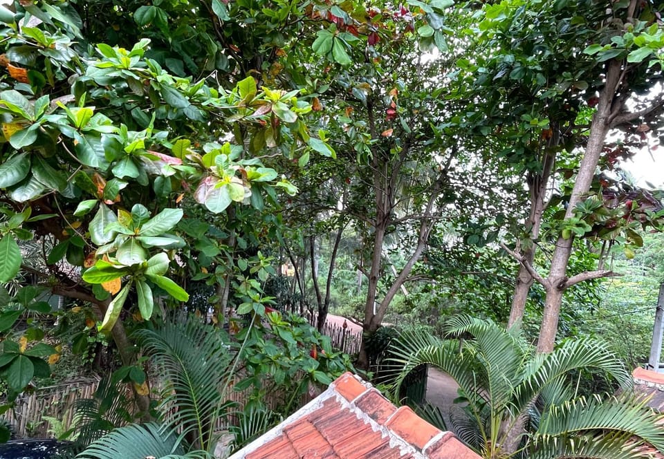 New Roy Guest House Bed and Breakfast in Sri Lanka