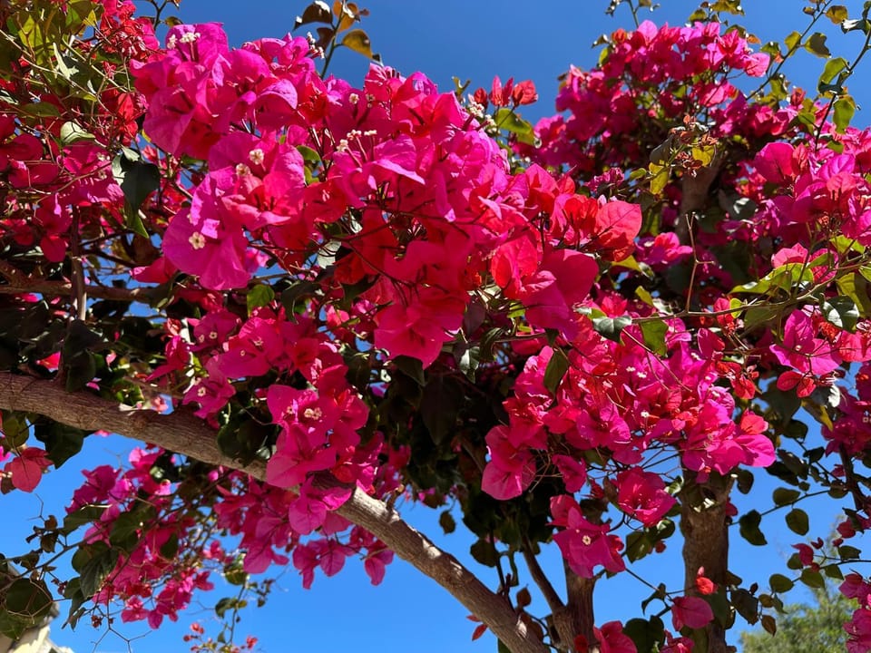 Patio, Garden