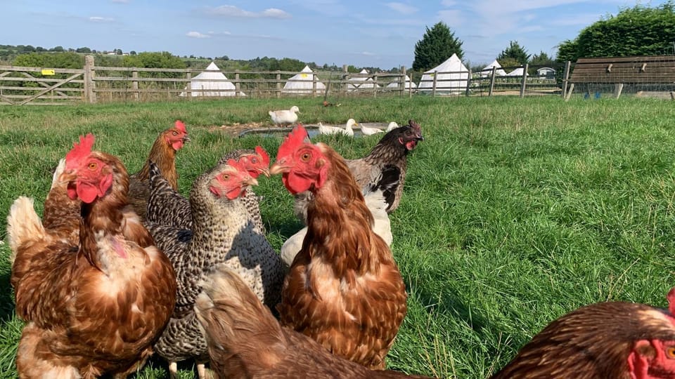 Home Farm Radnage 3 Glamping Bell Tent, with Log Burner and Fire Pit Luxury tent in Wycombe District