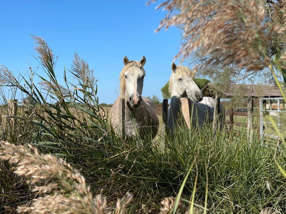 Spring, Day, Natural landscape