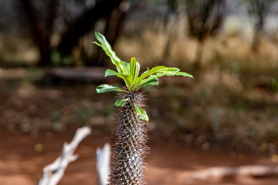 Spring, Natural landscape, Garden