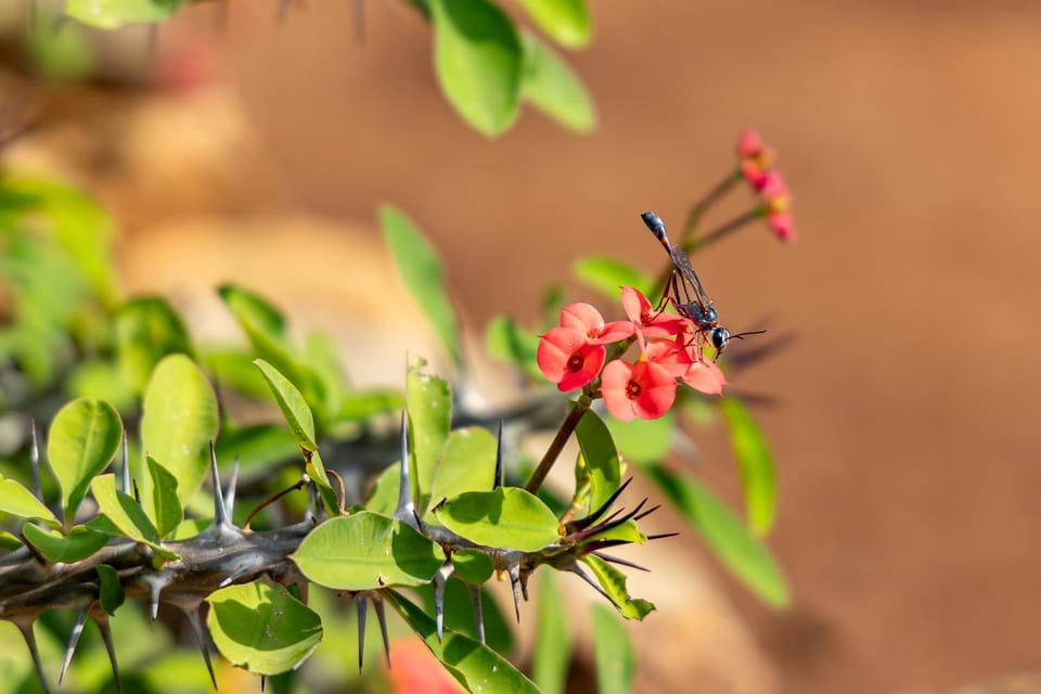 Spring, Garden, Garden, Garden view