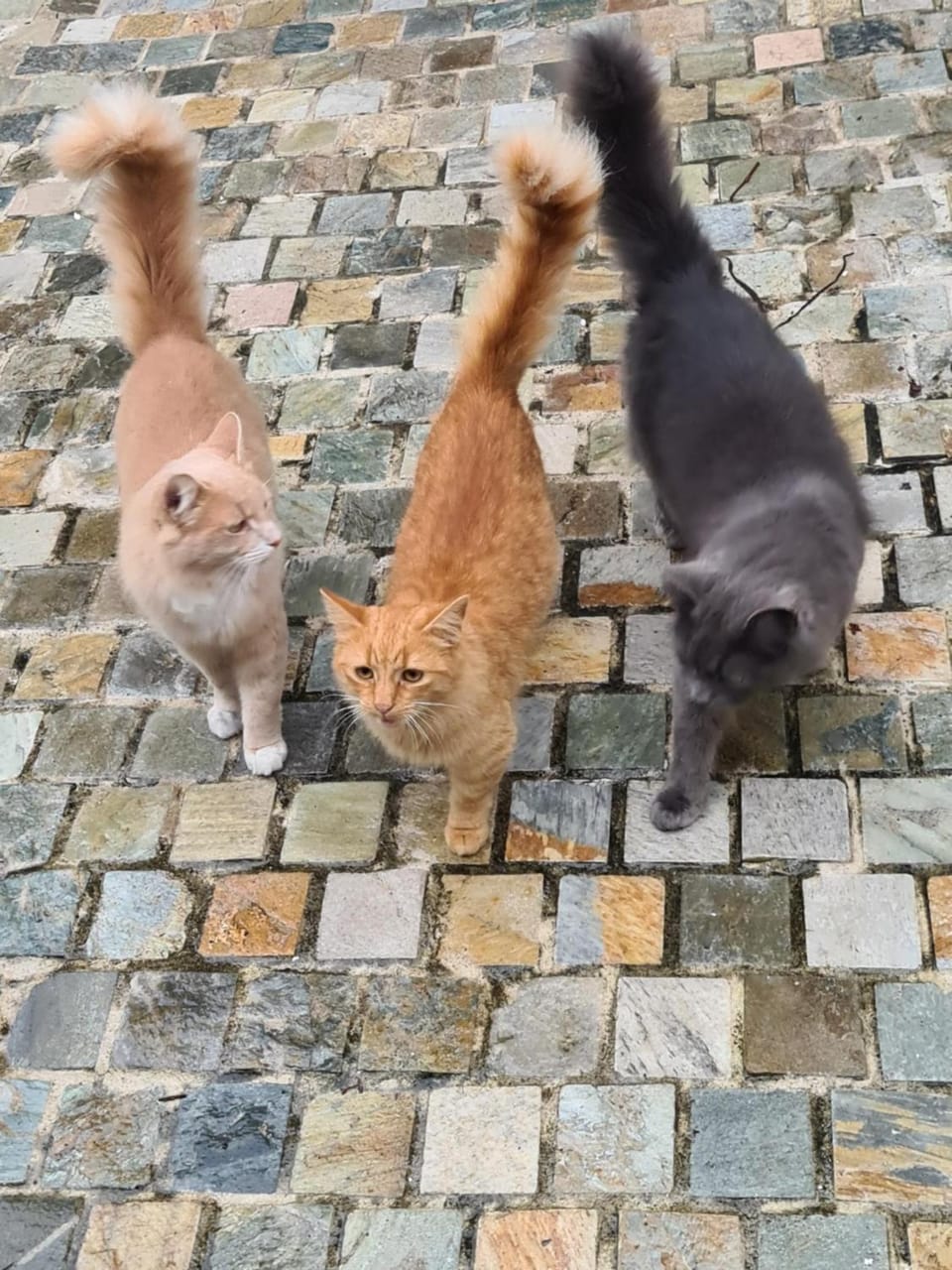 Garden, Pets