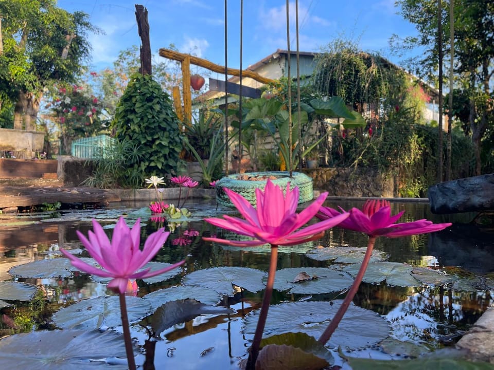Spring, Garden, Garden view