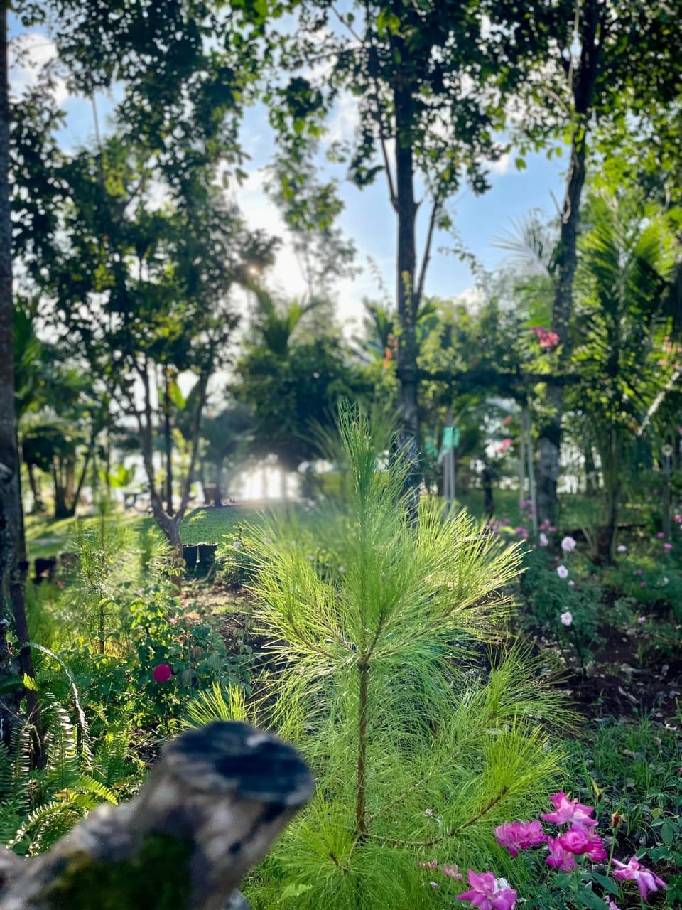 Garden