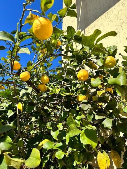 Appartamento Albatros Apartment in Tuscany