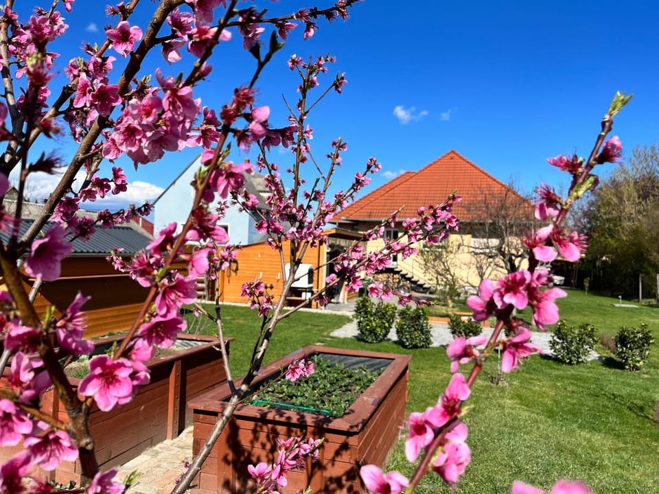 Spring, Natural landscape, Garden