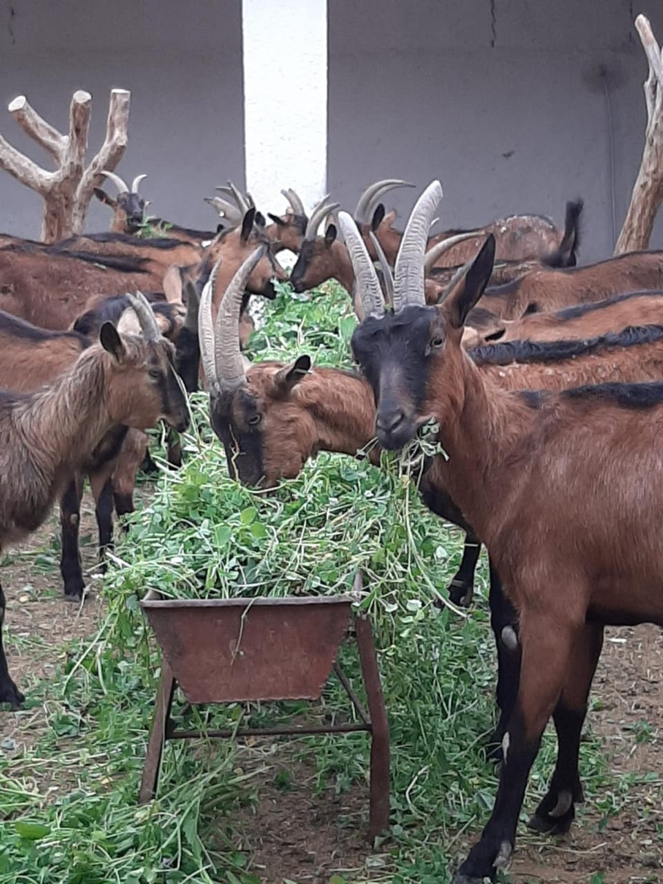 Animals