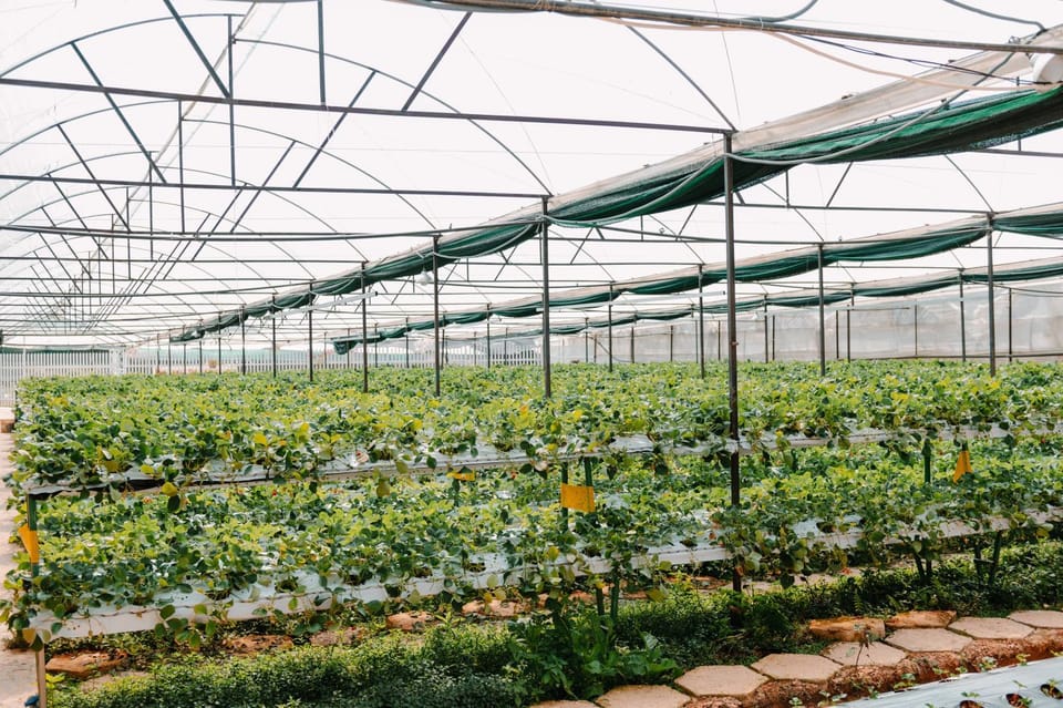 Garden, Garden, Garden view, Garden view