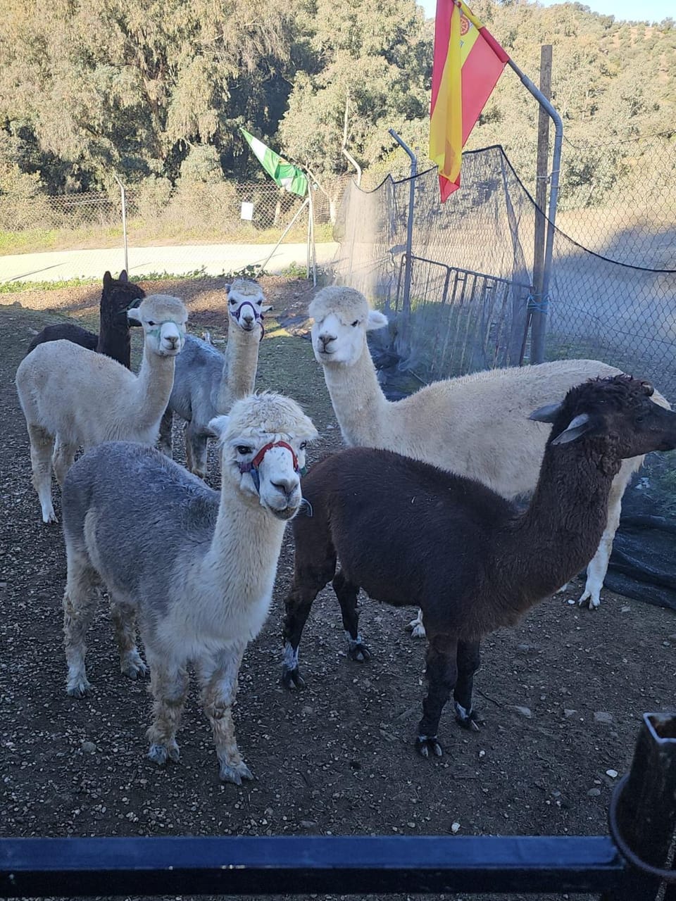 Animals