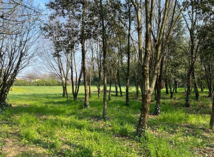 Green Woods Apartment in Verona