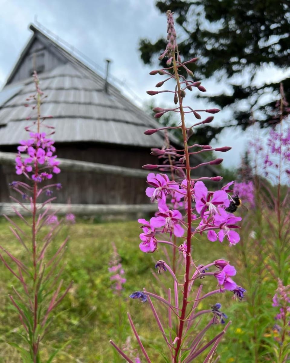 Day, Garden, Garden view
