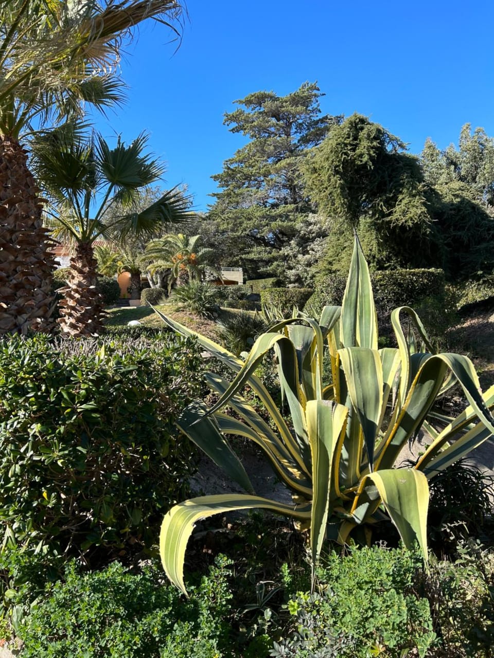 Garden