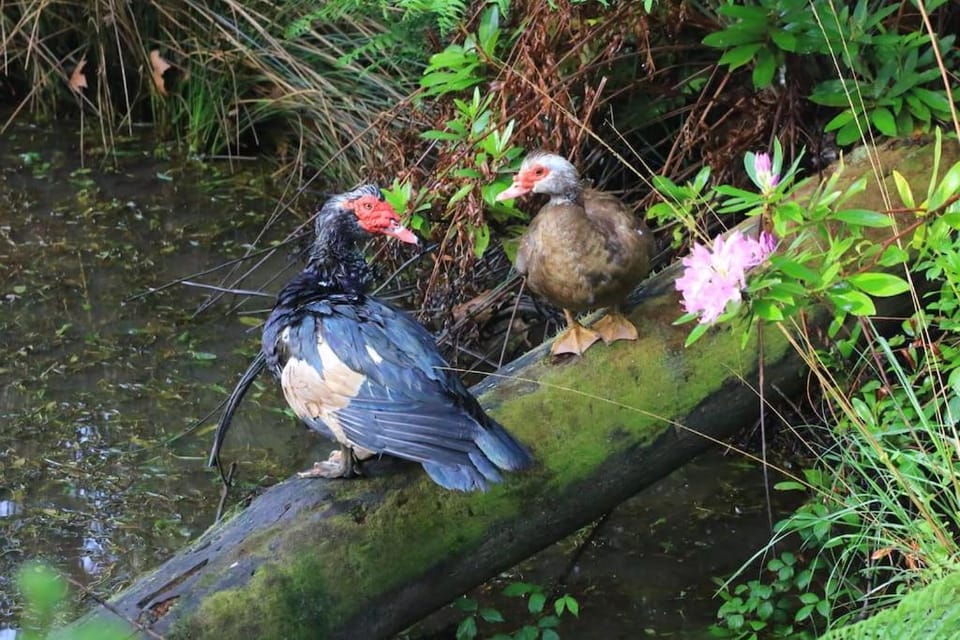 Animals