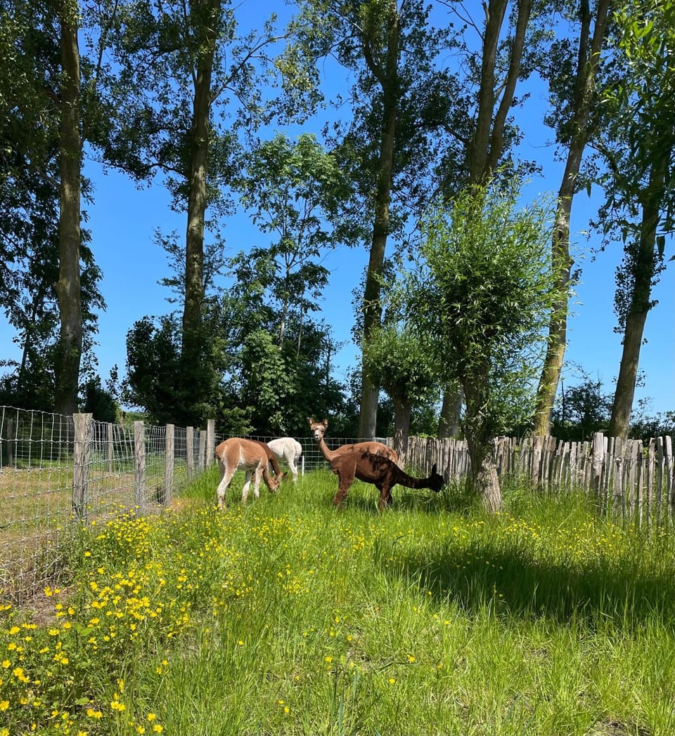 NIEUW Landelijk vakantiehuis aan zee House in Oostkapelle