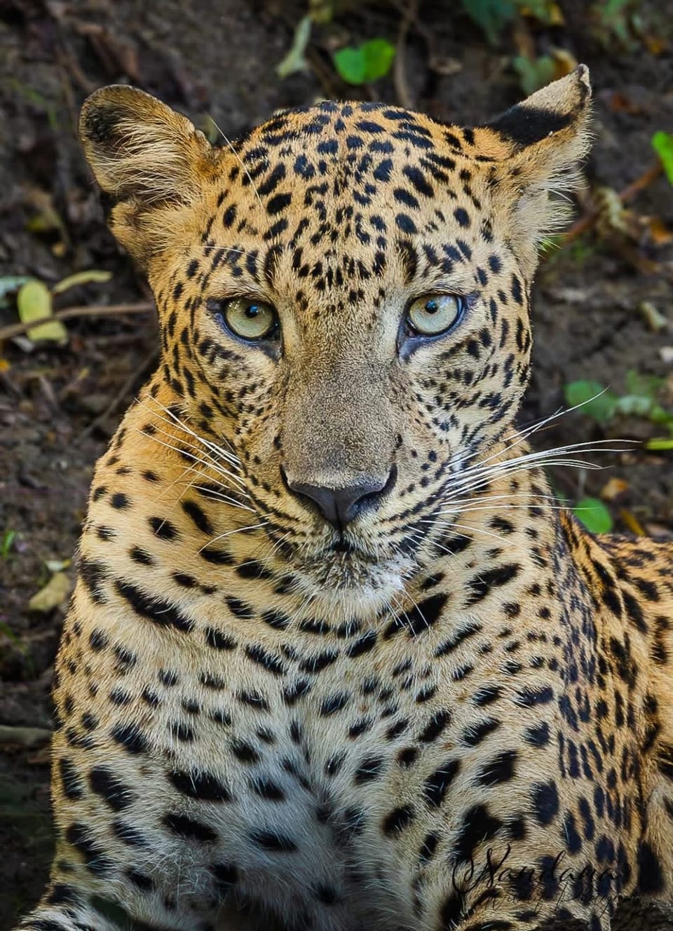 Thanamal-villa Nature lodge in Uva Province, Sri Lanka