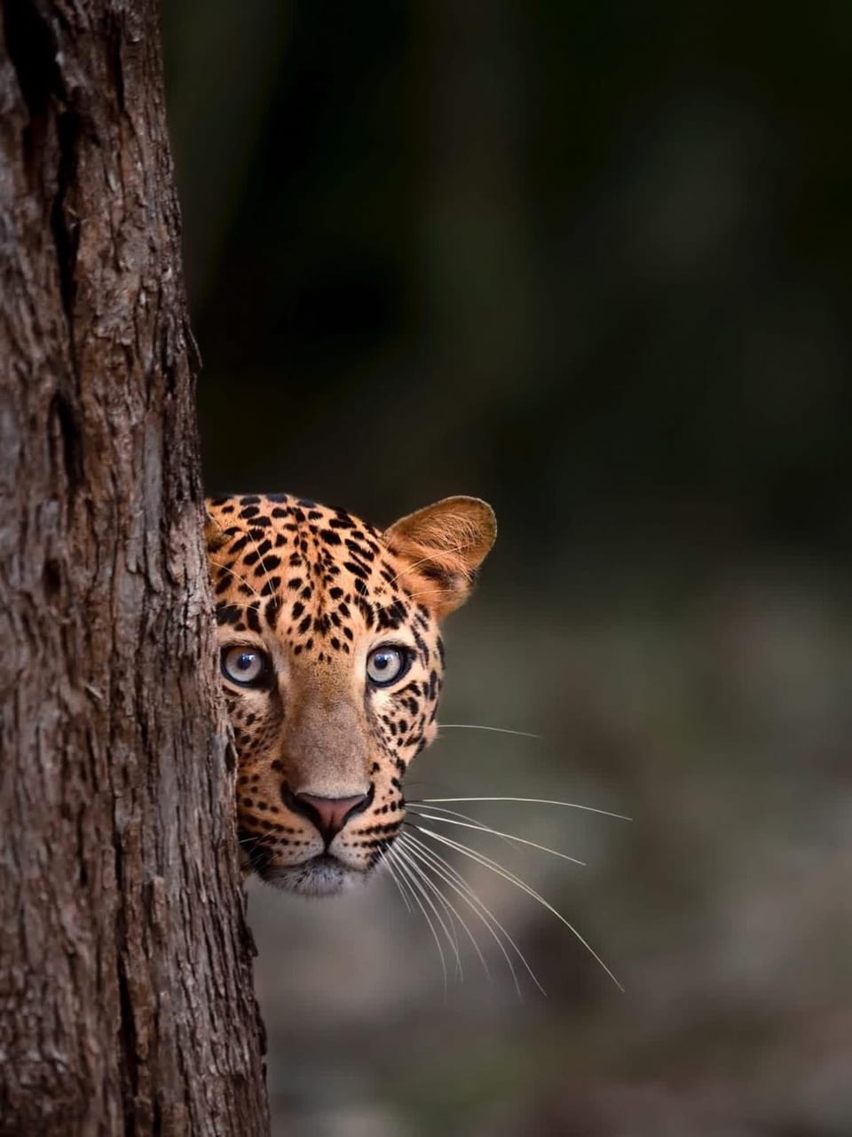 Thanamal-villa Nature lodge in Uva Province, Sri Lanka