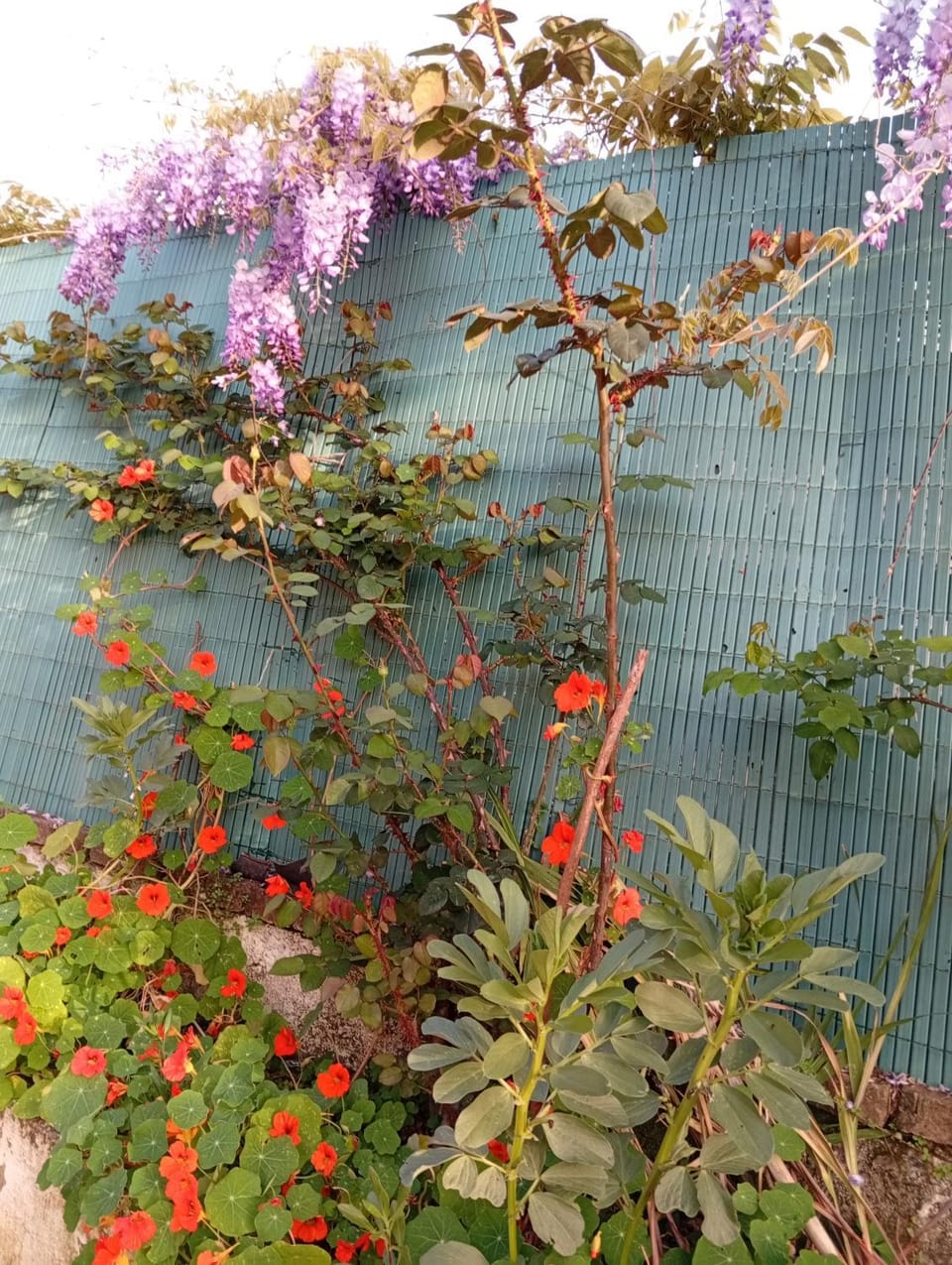 Day, Garden