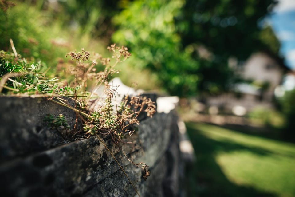 Natural landscape, Garden