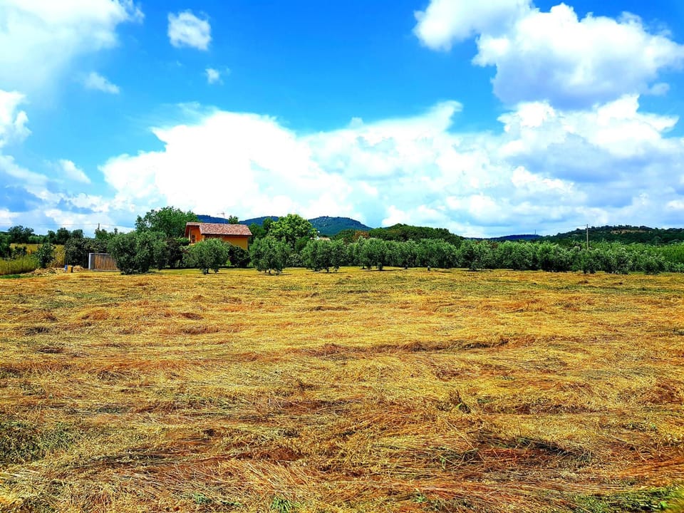 Villa Oliva House in Lazio