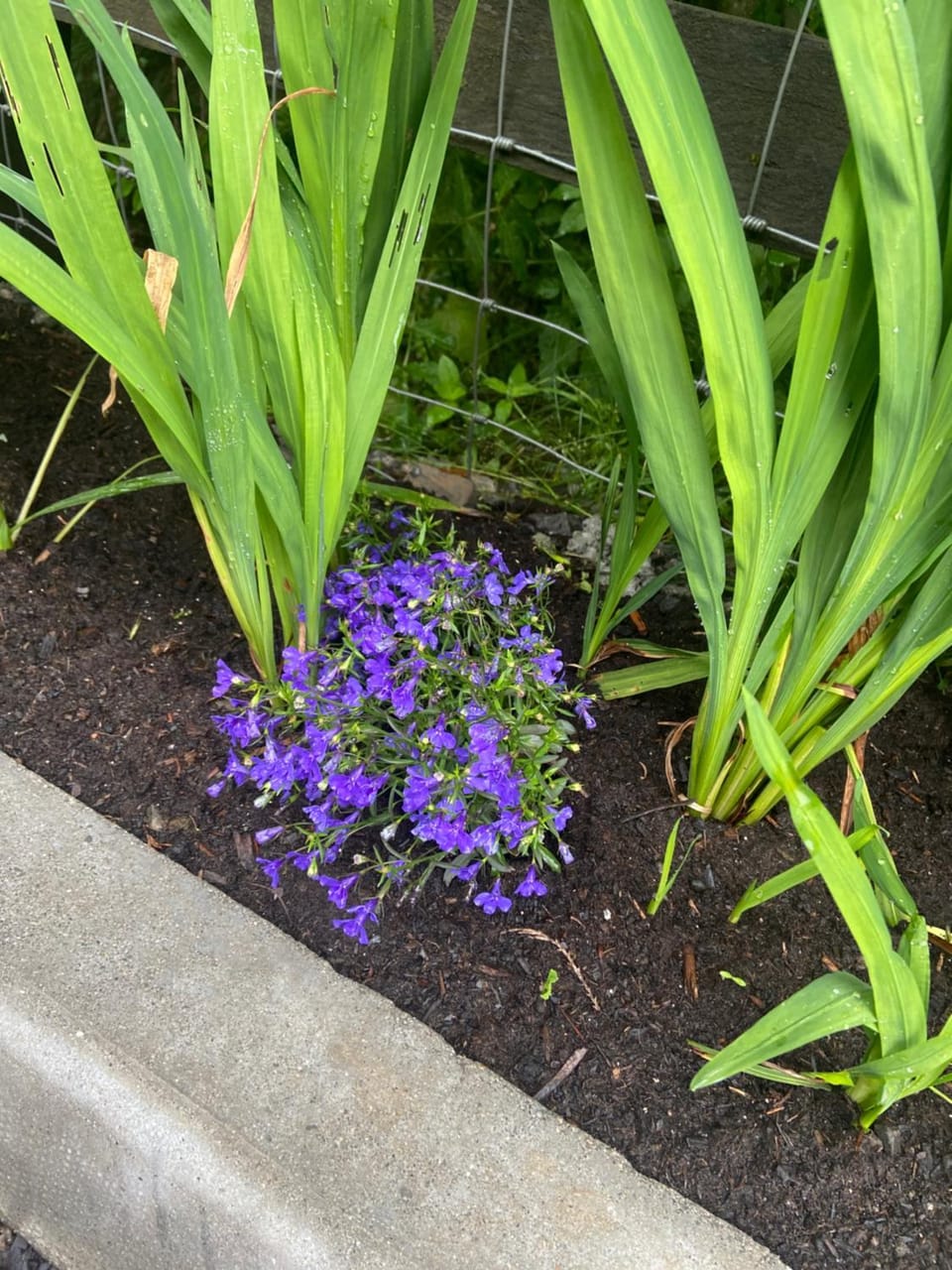 Harrys place Apartment in Westmeath, Co. Westmeath, Ireland