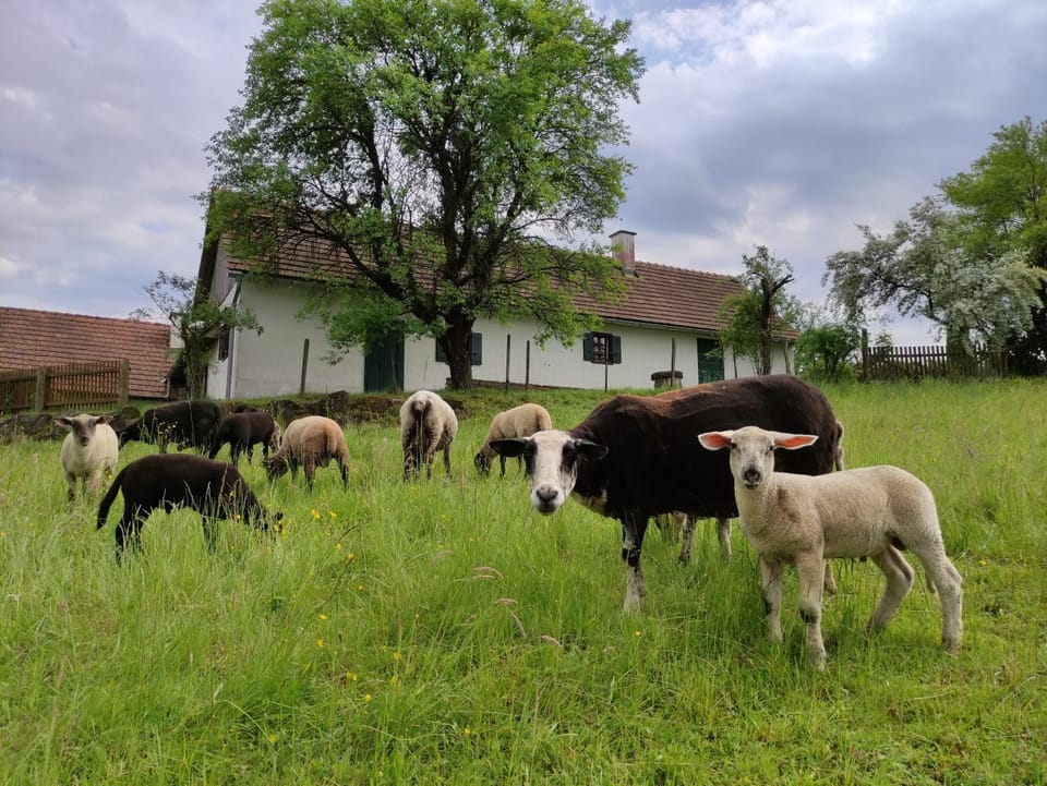Property building, Natural landscape, Animals