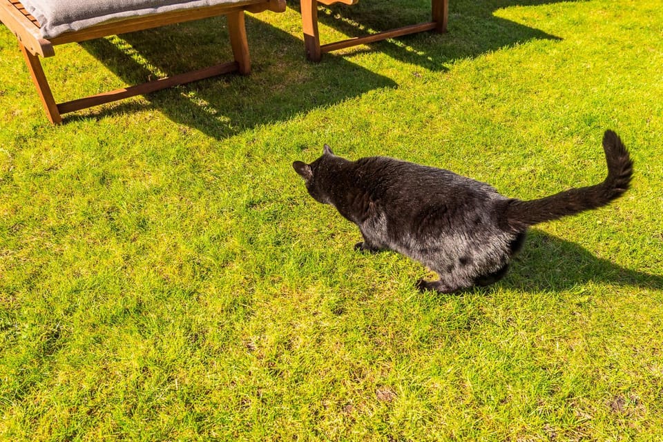Pets