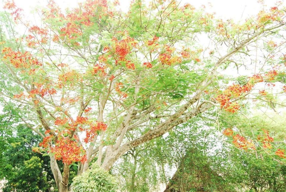 Garden view