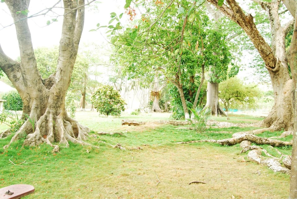 Garden view