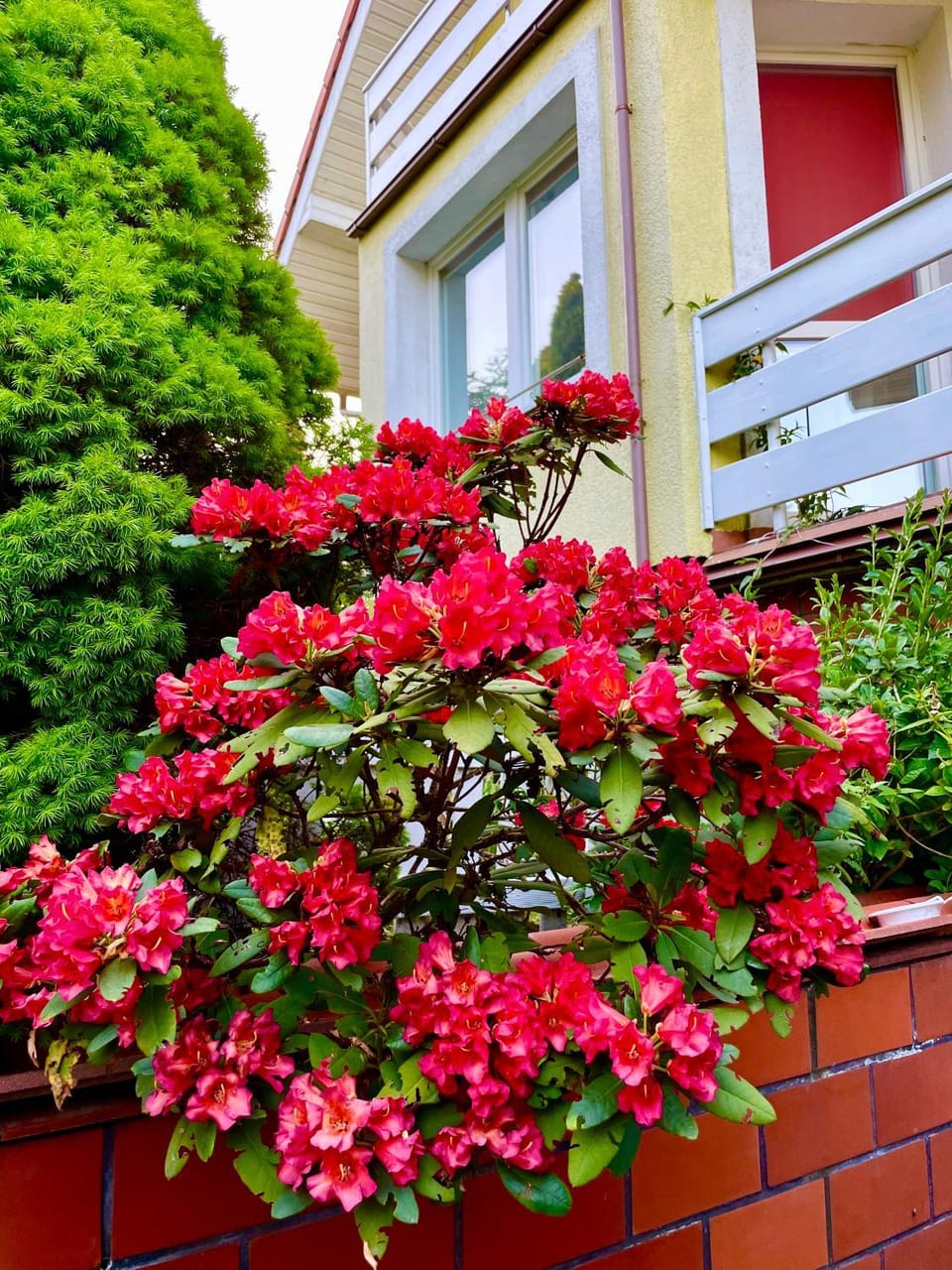 Day, Garden, Garden view