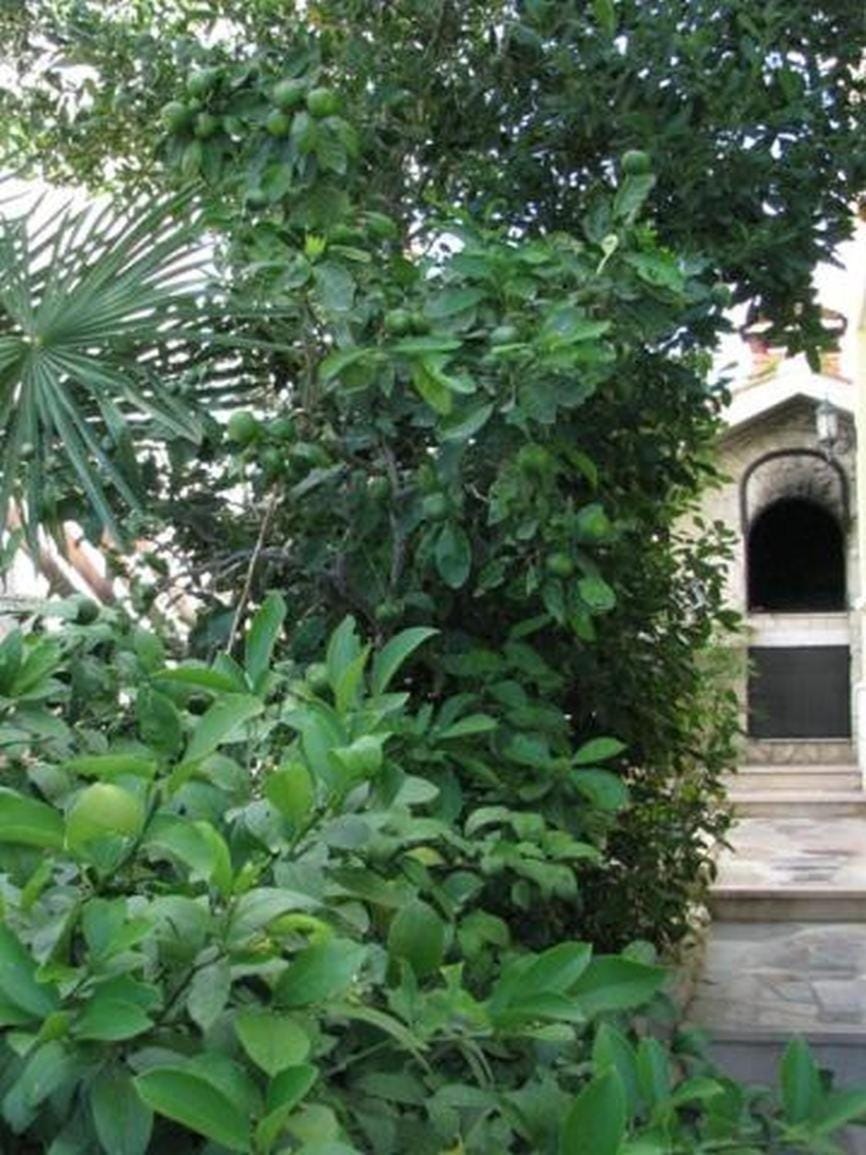 Patio, Garden, Garden view