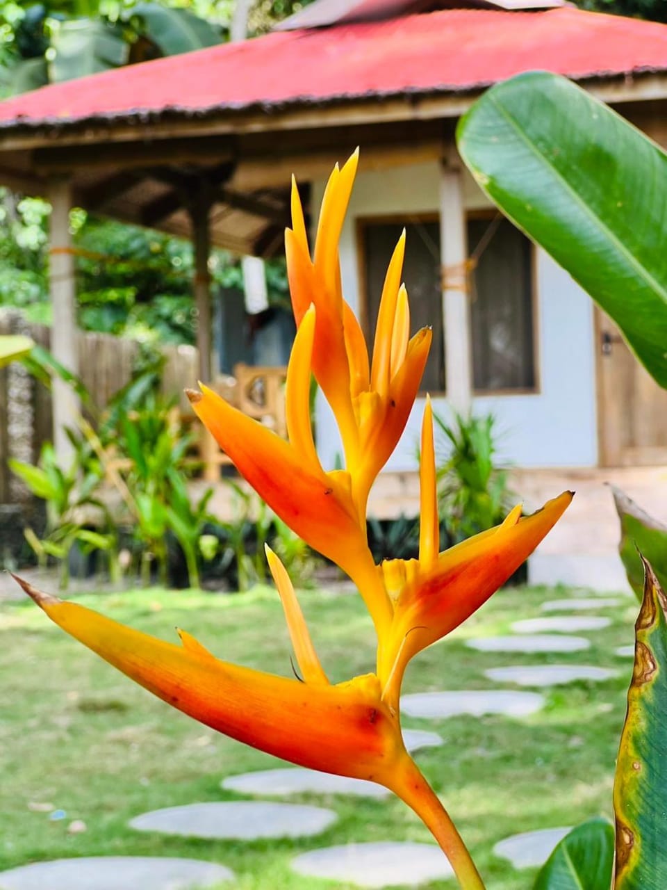 AA Jungle Guesthouse Deluxe Bed and Breakfast in Siquijor