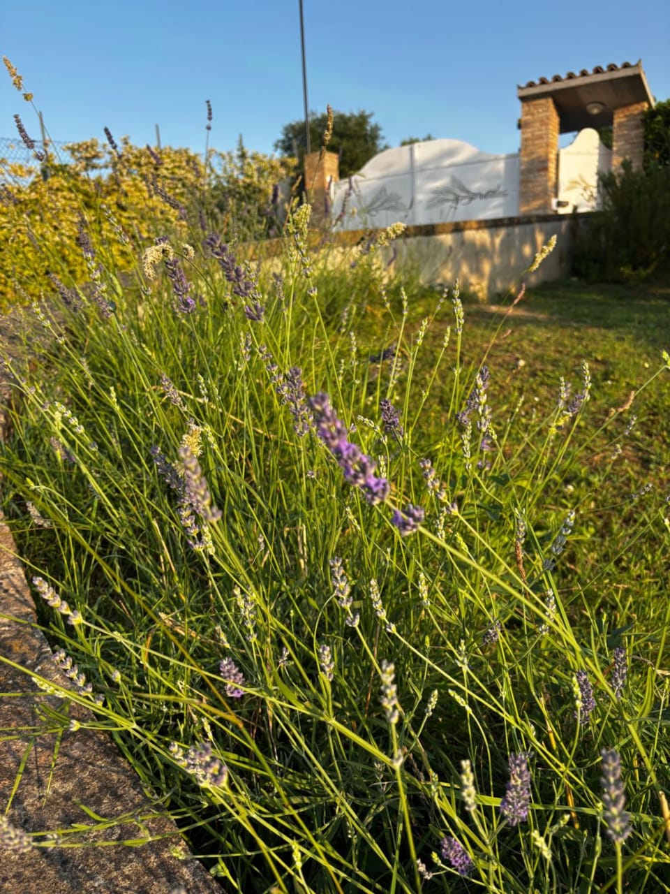 Natural landscape, Garden