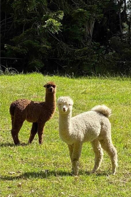 Day, Animals