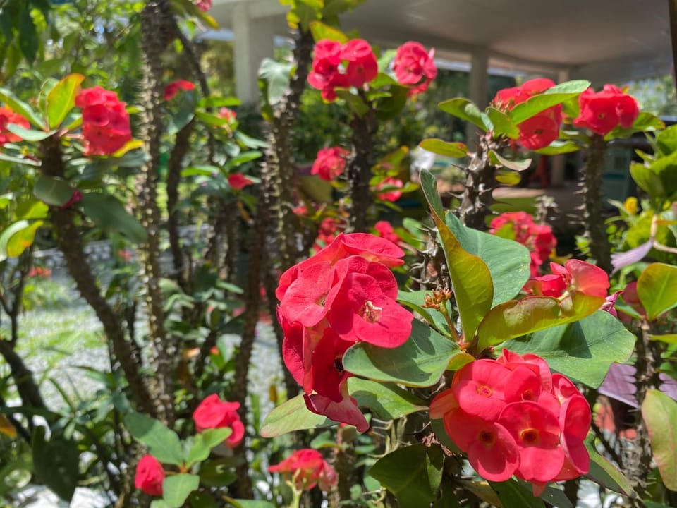 Garden, Garden view