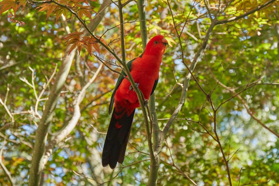 Day, Natural landscape, Garden, Animals