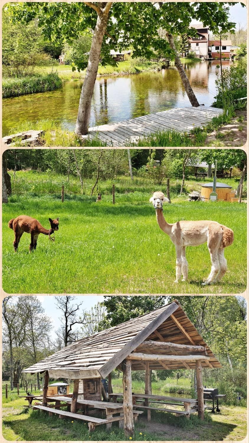Day, Natural landscape, Activities, Animals, River view