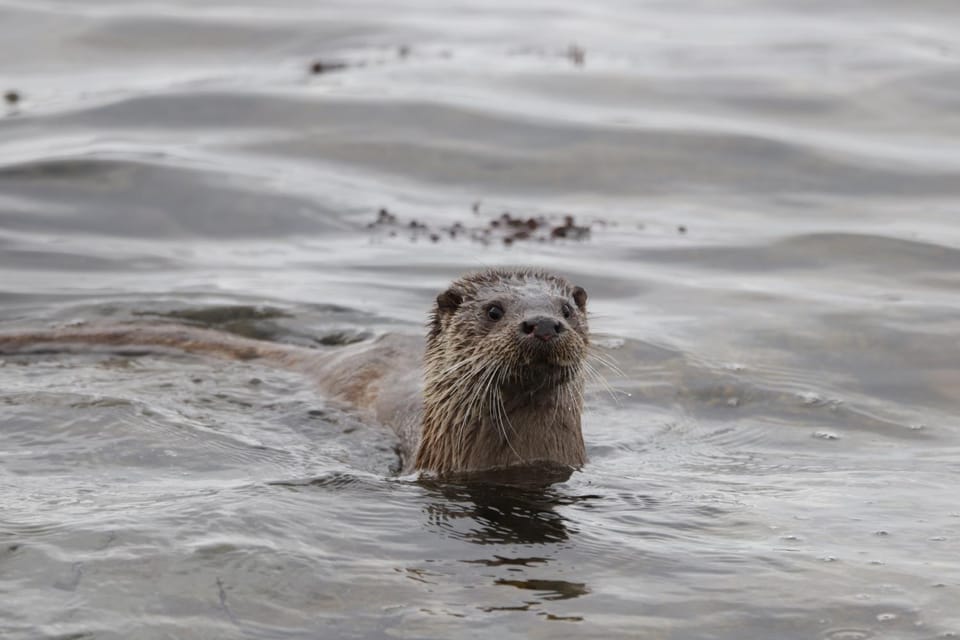 Natural landscape, Animals