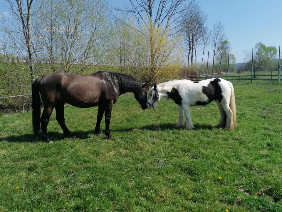 Animals
