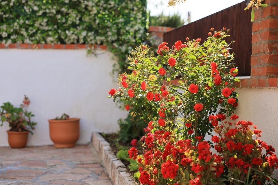 Spring, Garden, Garden view