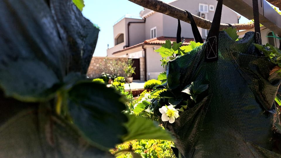 Property building, Spring, Day, Garden, Garden view