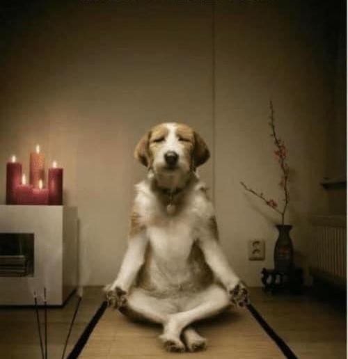 Pets